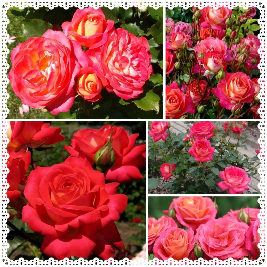 Midsummer róża rabatowa